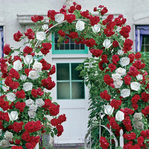 2-in-1 Climbing Rose | Michigan Bulb