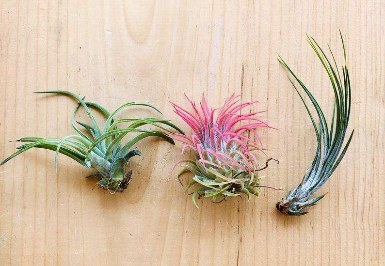 3 Air Plants Assortment-Up to 3"-Tillandsia - USMANTIS