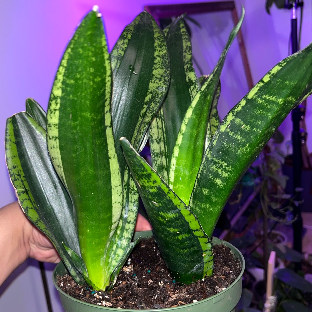 Sansevieria trifasciata 'Whitney', Snake Plant 'Whitney' in GardenTags  plant encyclopedia