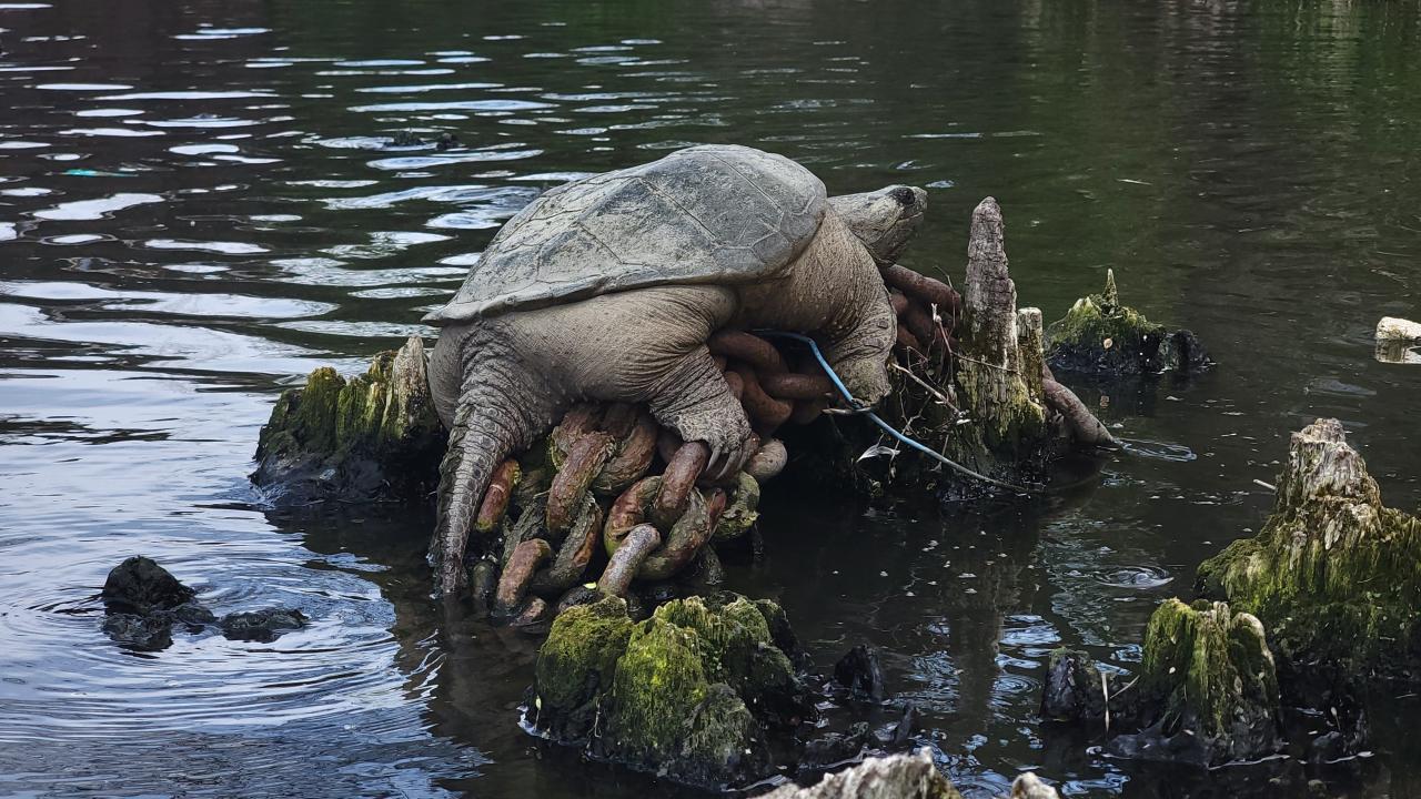 Chicago River kayakers find 'Chonkosaurus' snapping turtle