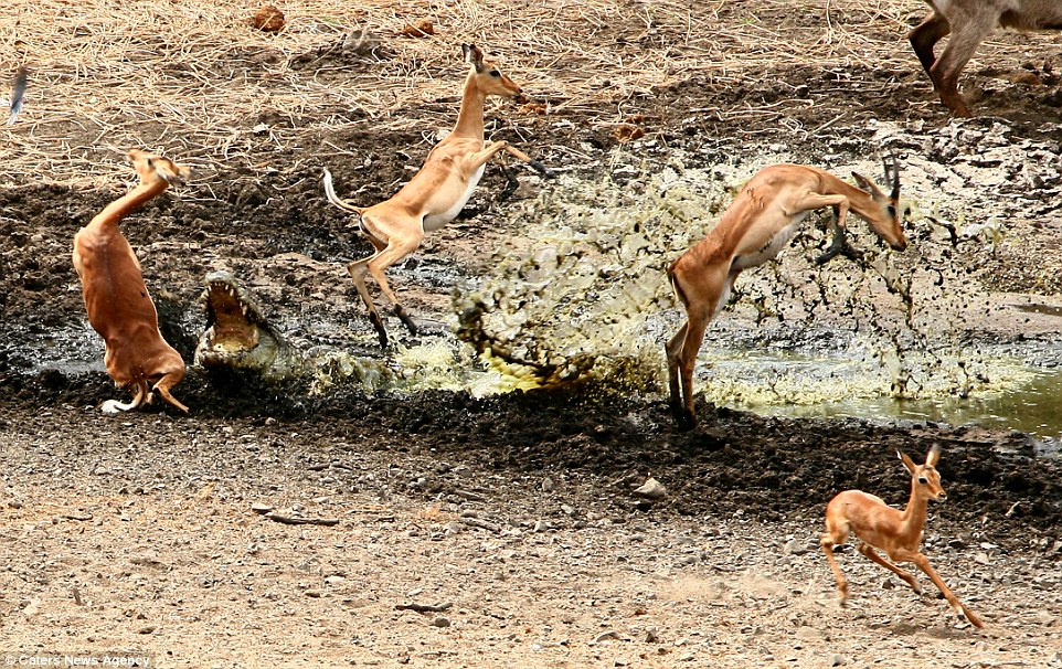 Startled: The impala jump several feet into the air as they spring out of the reach of the crocodile, which is seen among the mud and dirt