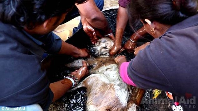 Back at Animal Aid Unlimited's sanctuary in Udaipur, the team poured vegetable oil over the tar to soften it and start to free poor Asha