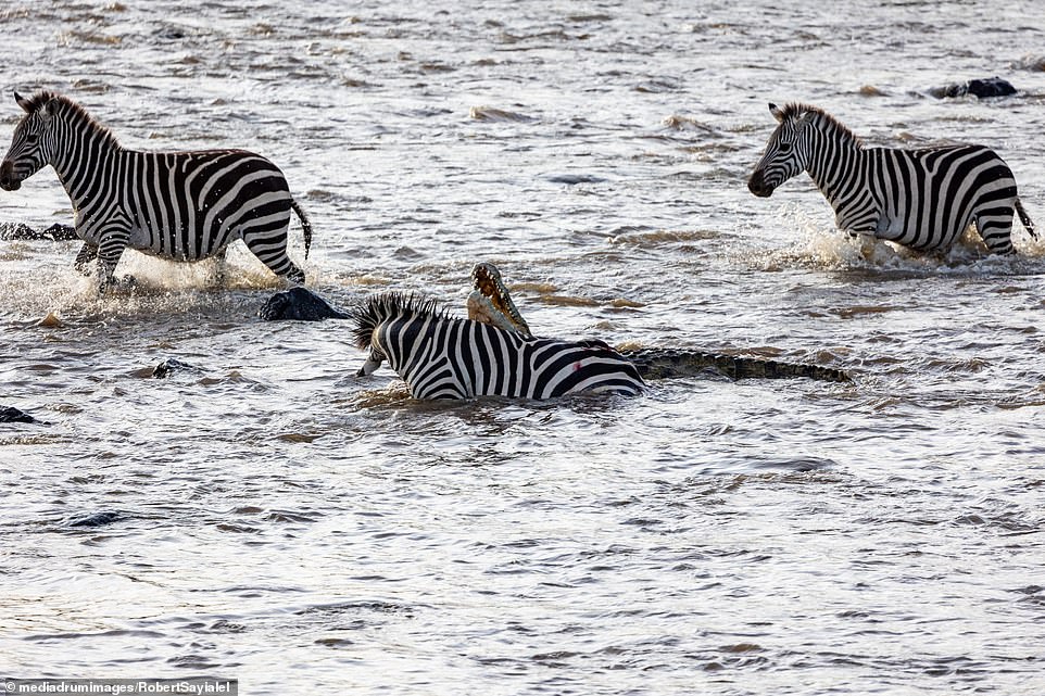 The stunning photographs of the rare moment were snapped by 39-year-old photographer Robert Ndawuasa Sayialel, from Nairobi Kenya. He was positioned just 60 feet away from the fearsome battle of life-or-death