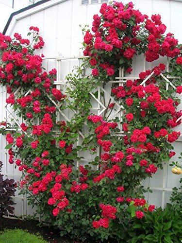 Amazon.com : Red Climbing Rose Bush (1 Plant) Border, Cut  Flowers,Ornamental, Outdoor, Vines : Patio, Lawn & Garden