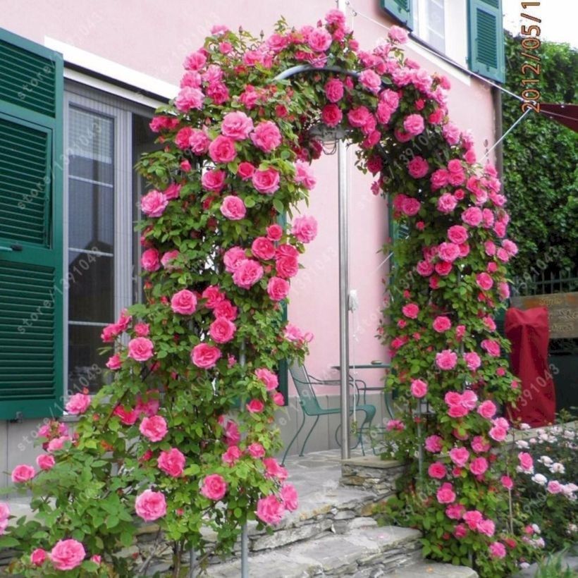 47 Amazing Rose Garden Ideas on This Year - Matchness.com | Climbing  flowers, Thornless climbing roses, Climbing roses