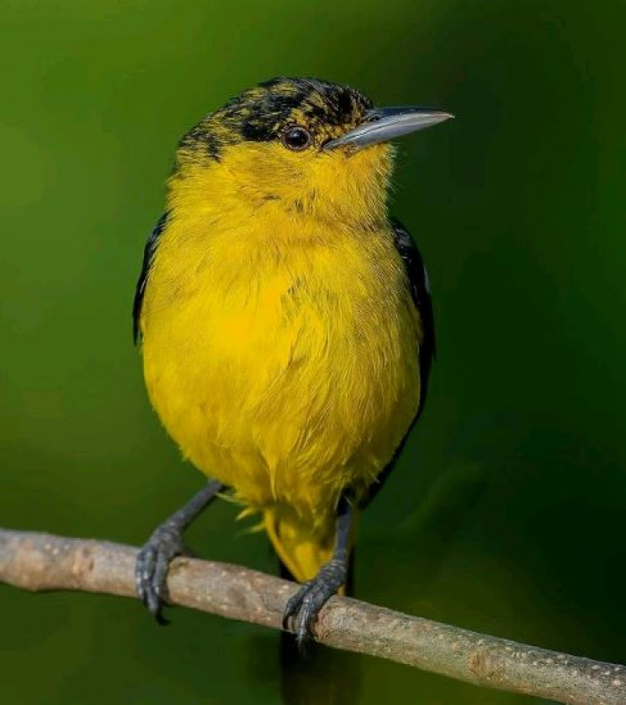 Meet the Common Iora