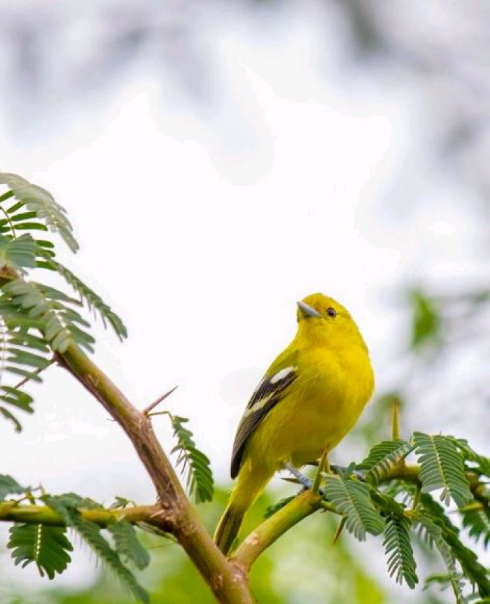 The Common Iora is a tiny bird mainly found on the uppermost branches of a tree