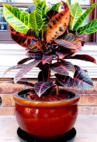 Croton Plant in pot | Jardins pequenos, Plantas ornamentais para jardim, Idéias de jardinagem