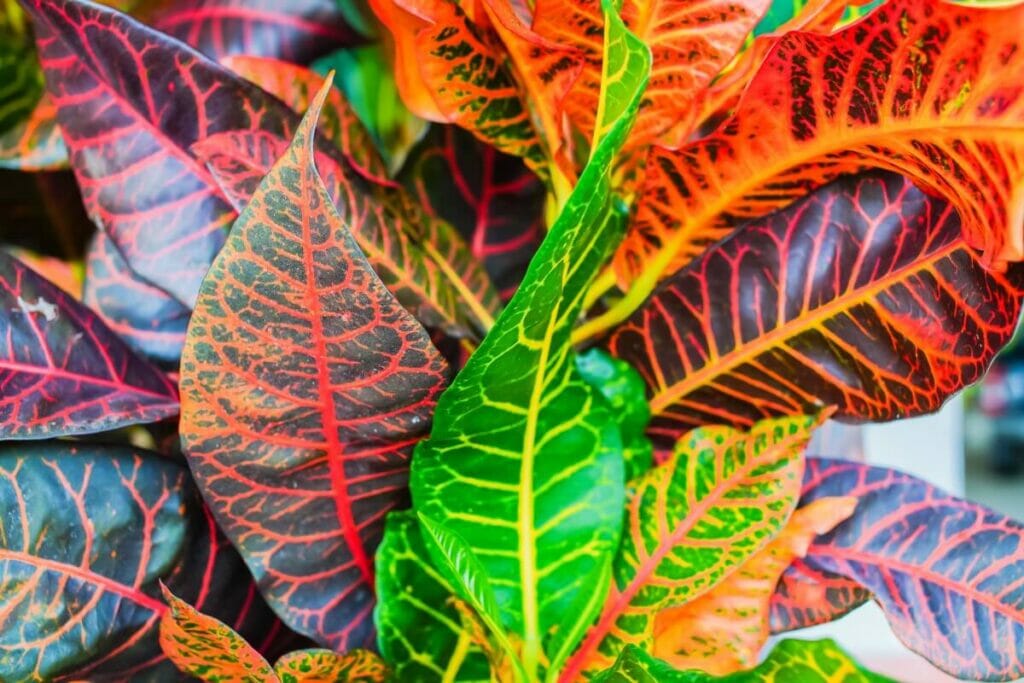 Croton Plant Growth Expectations and Lifespan (Essential Guide) - Petal Republic