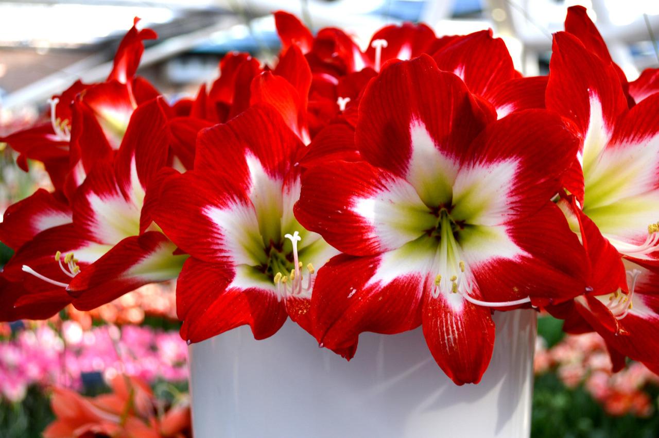 Jumbo Amaryllis Tres Chic | DutchGrown™ | Order Online From Our Farm