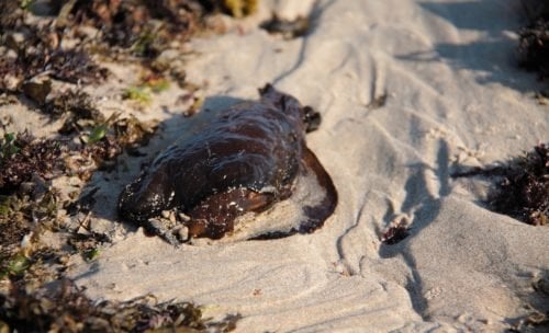 Toxic slime, camouflage and purple dye: sea hares explained