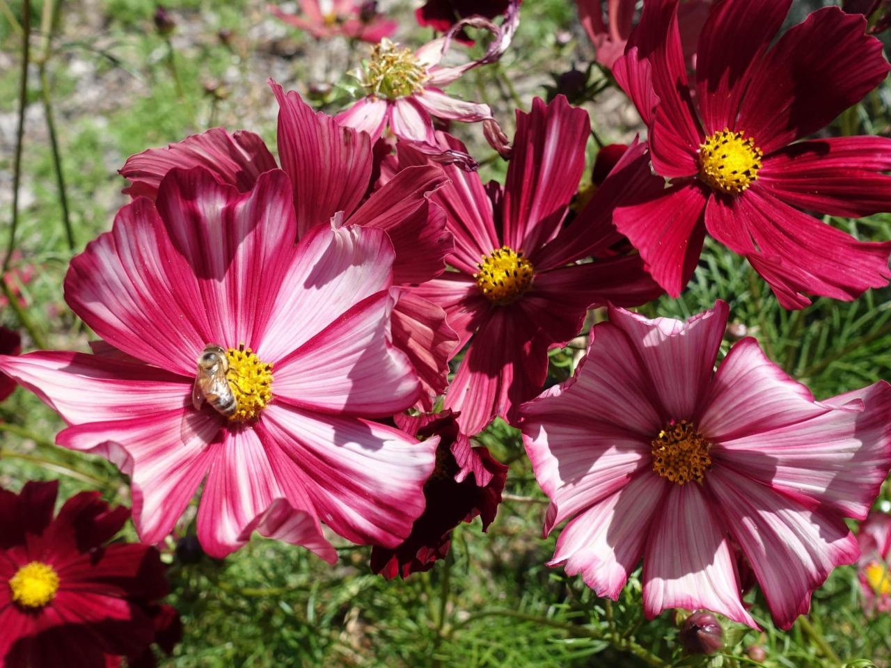 Cosmos, Velouette | LifeForce Seeds