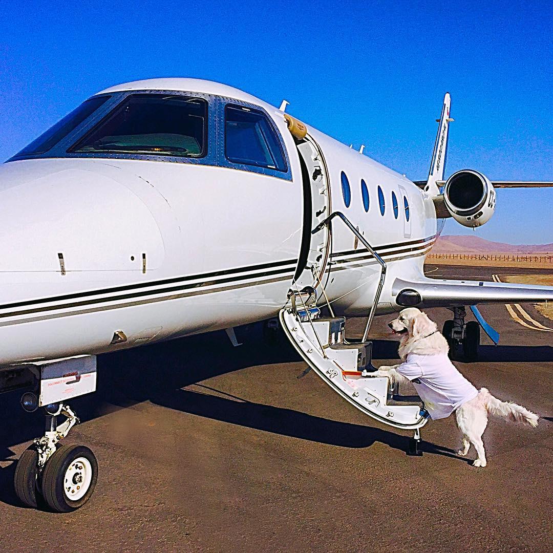  Sanchez is also no stranger to chartering a private jet for him and his dogs