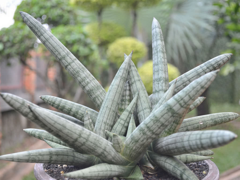 Sansevieria cylindrica var. patula 'Boncel' - World of Succulents