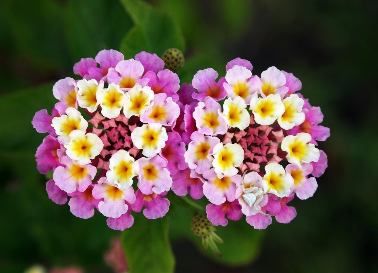 Lantana – Wikipedia tiếng Việt