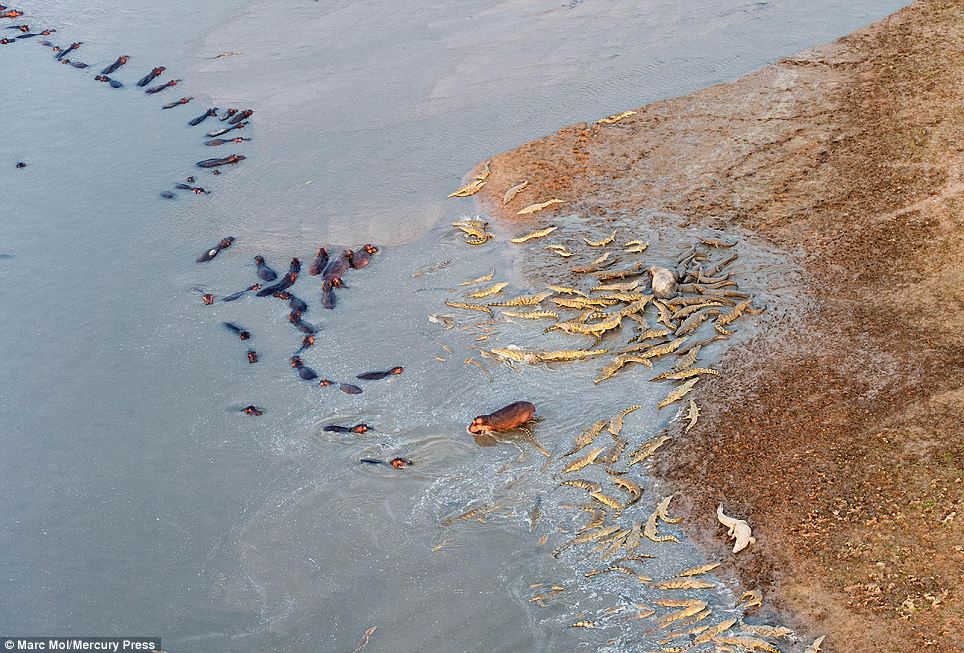 Hippos turn and run after they are confronted with a float of crocodiles in a river at Zambia's South Luangwa National Park