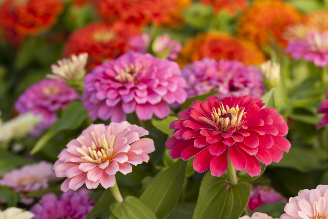 How to Grow Beautiful Zinnia Flowers - Harvesting and Planting Zinnia Seeds