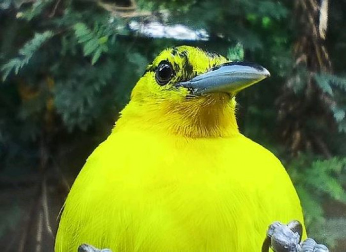 Para obtener comida, estos pájaros generalmente vuelan a las afueras de un bosque o una región boscosa.