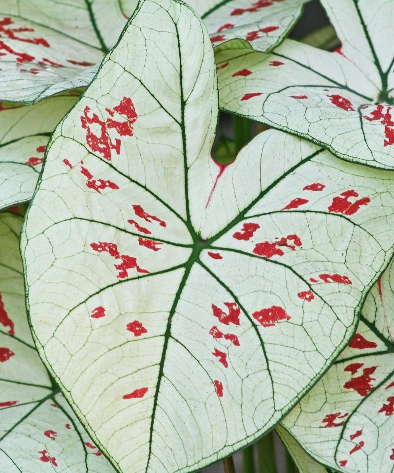 Caladium 101: How to Care for Caladiums | Bloomscape