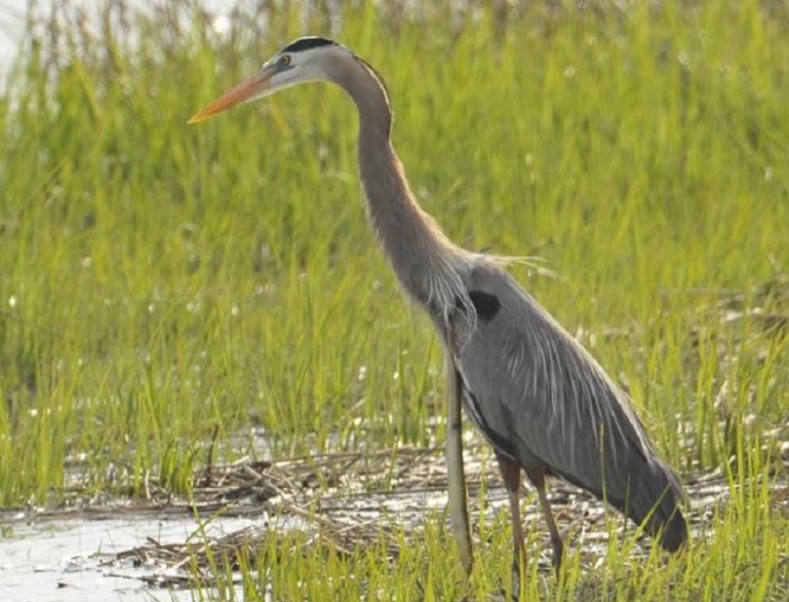 Swallowed alive, the eel bit the heron's neck and came out - 3