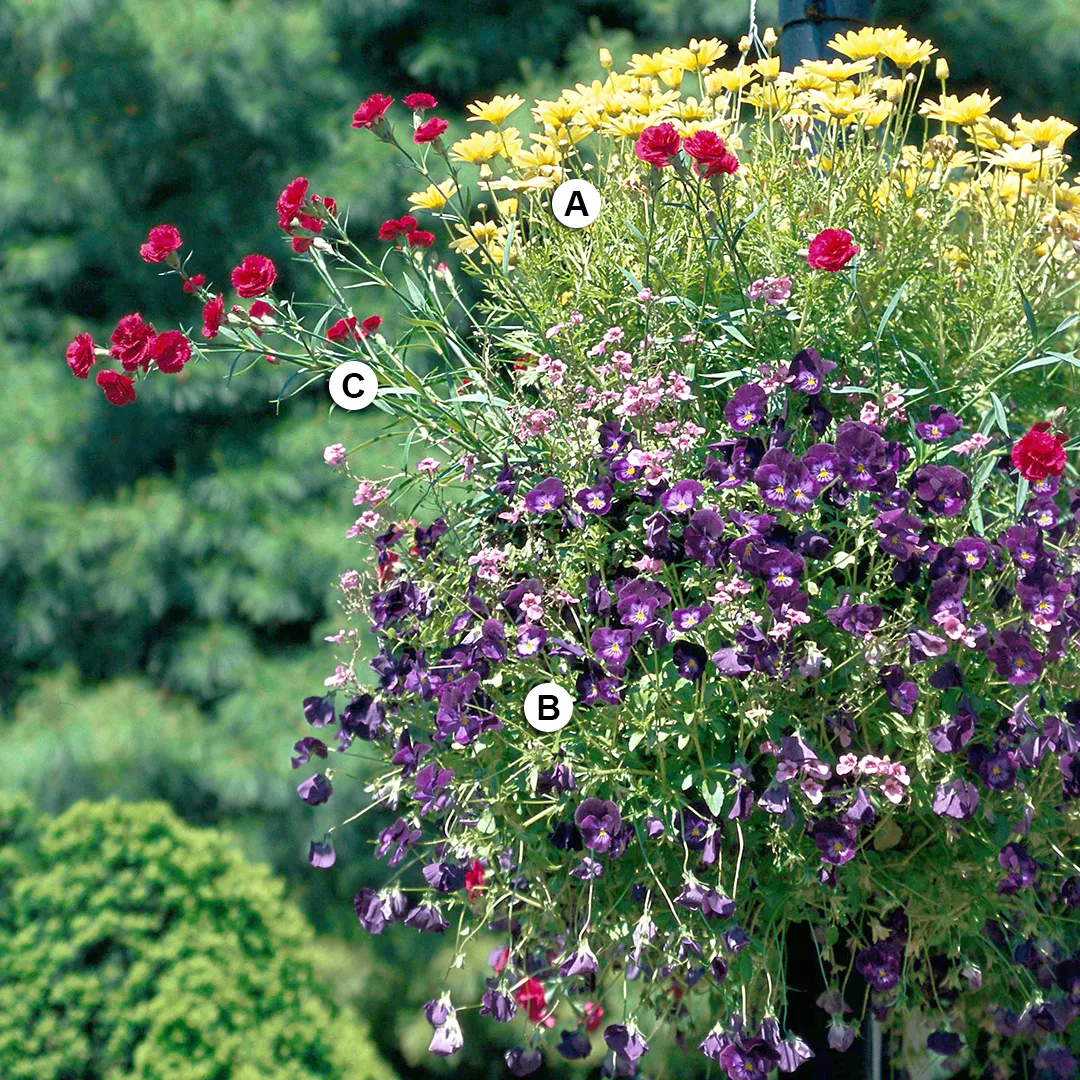 bold hanging basket with dianthus and viola