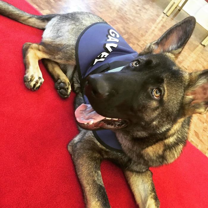 Police Dog Gets Fired For Being Too Friendly, Later Receives An Even Better Job Offer