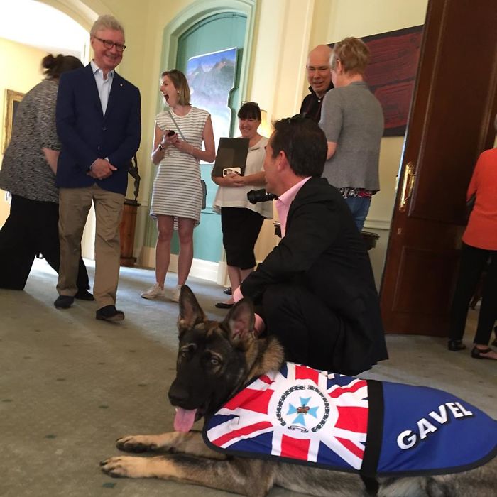 Police Dog Gets Fired For Being Too Friendly, Later Receives An Even Better Job Offer