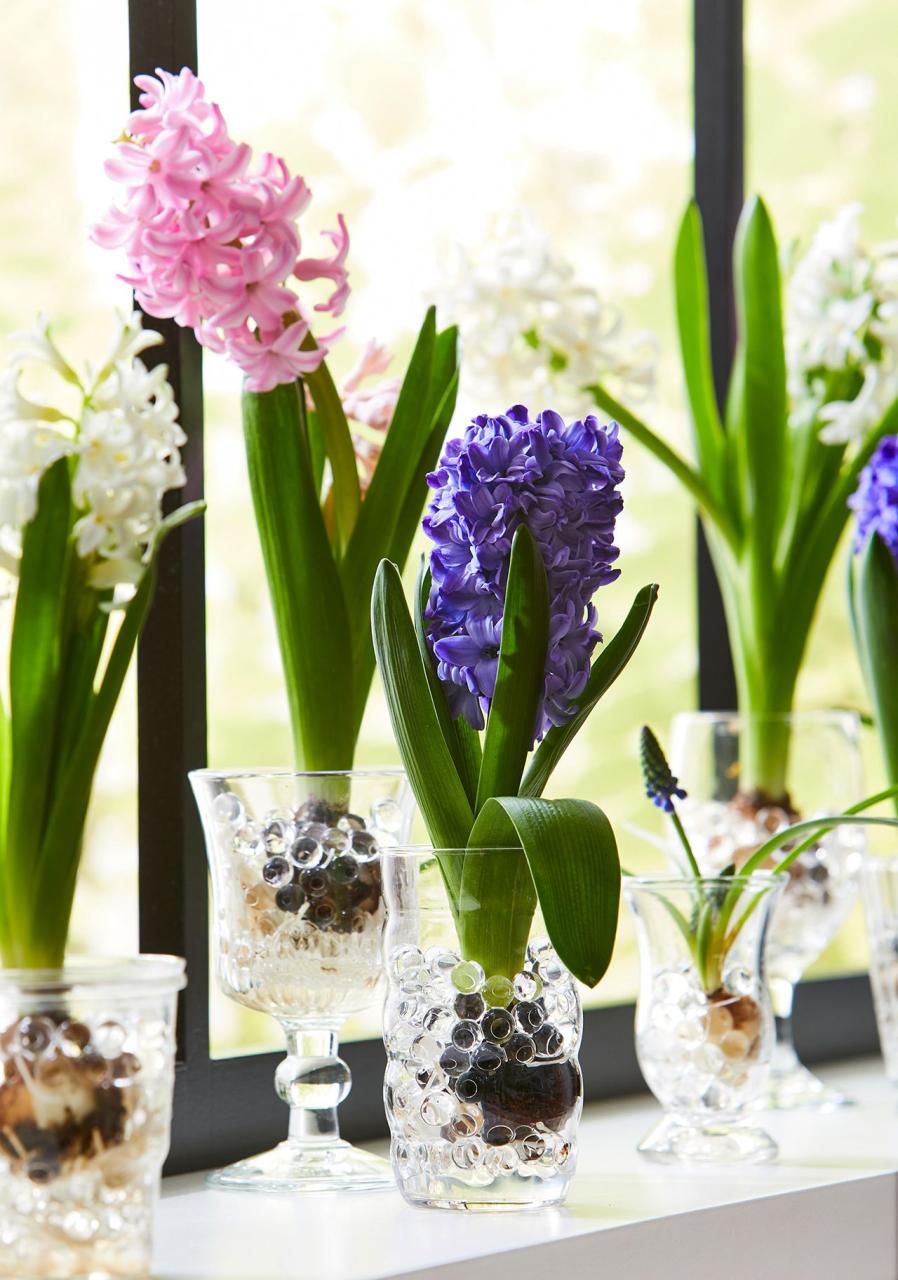 How to Grow Hyacinth Bulbs in a Vase for Blossoms in the Winter