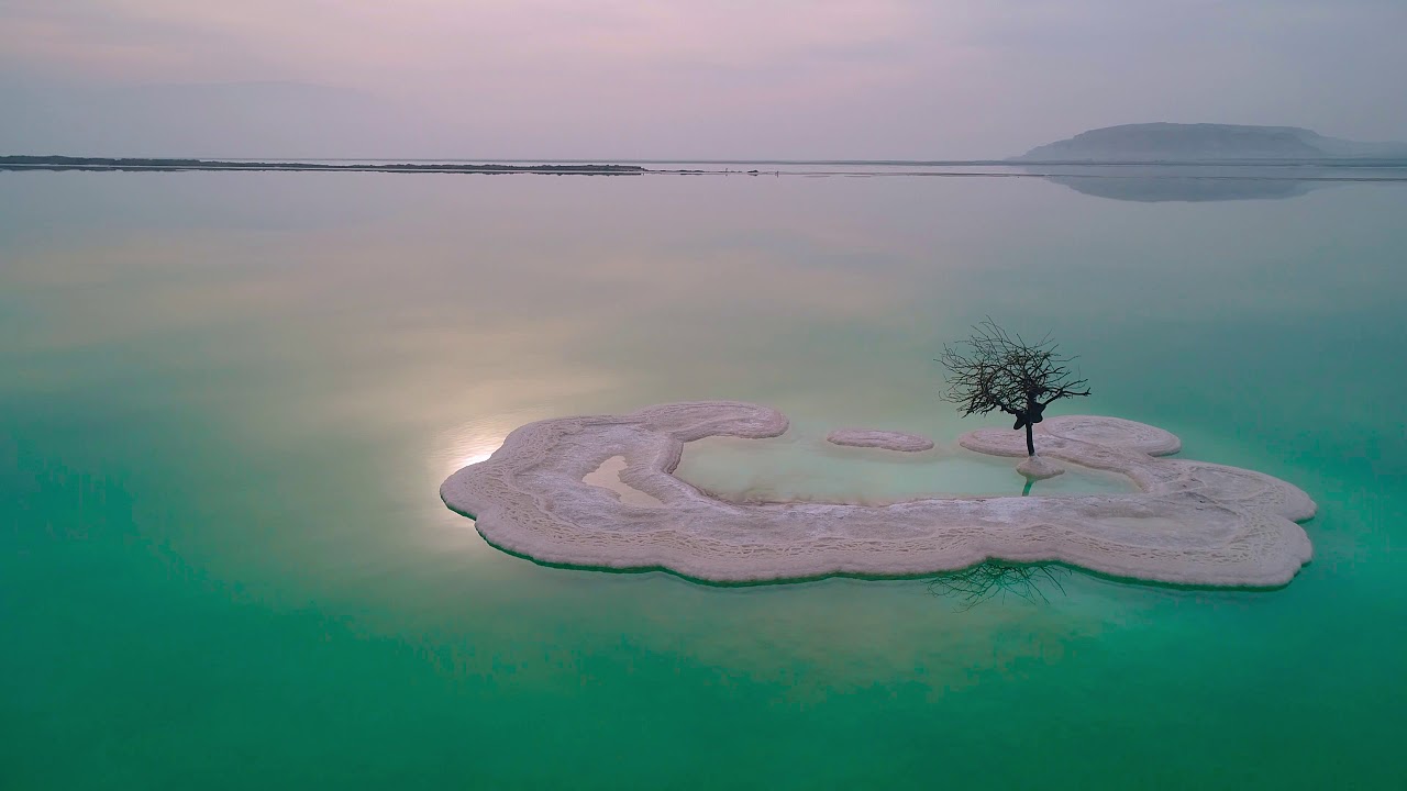 Tree of Life” Grows on Salt Island in the Middle of the Dead Sea