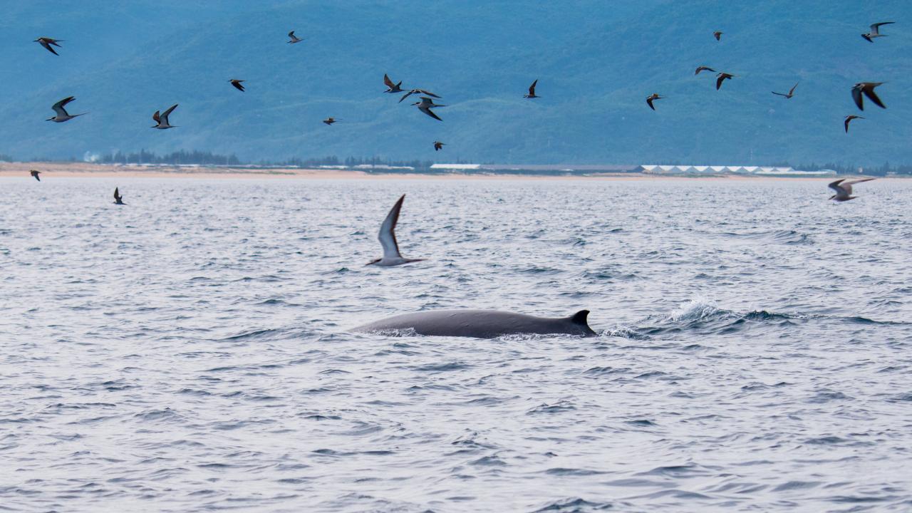 <em>A blue whale swims in the waters near De Gi Beach in Phu Cat District, Binh Dinh Province, Vietnam. Photo:</em> Hoang Duc Ngoc / Tuoi Tre