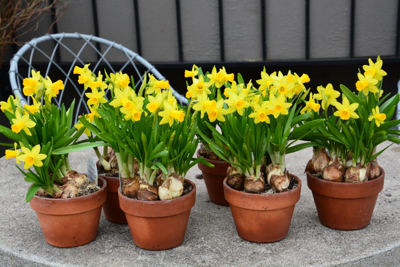 How to plant Daffodils in Pots? - DutchGrown™