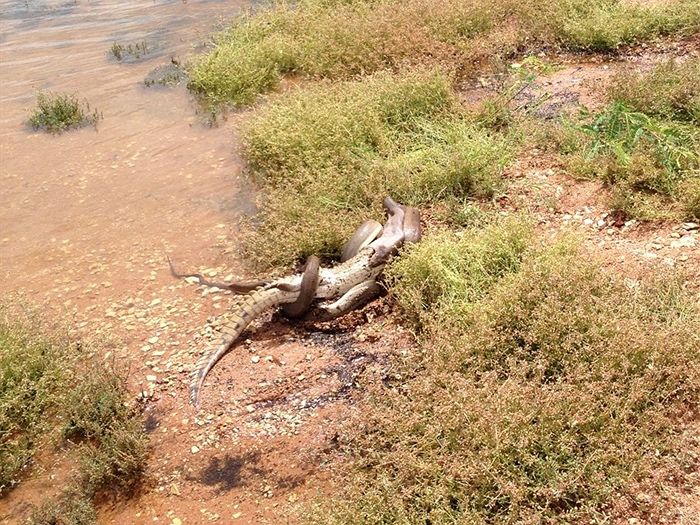 Snake ʋersus crocodile, March 2, 2014 