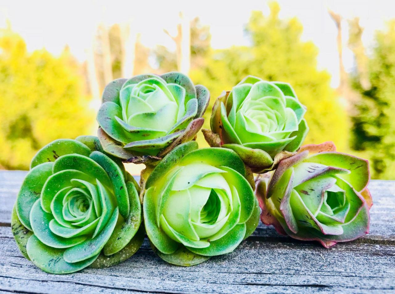 These Rose Succulents Look Like They're Straight Out of a Fairytale