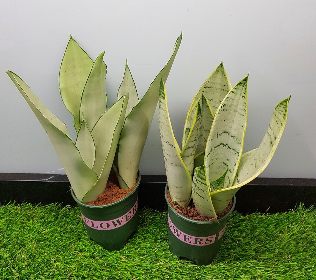 Sansevieria Moonshine / White Snow, Furniture & Home Living, Gardening,  Plants & Seeds on Carousell