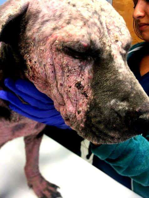 Rescued dog with mange