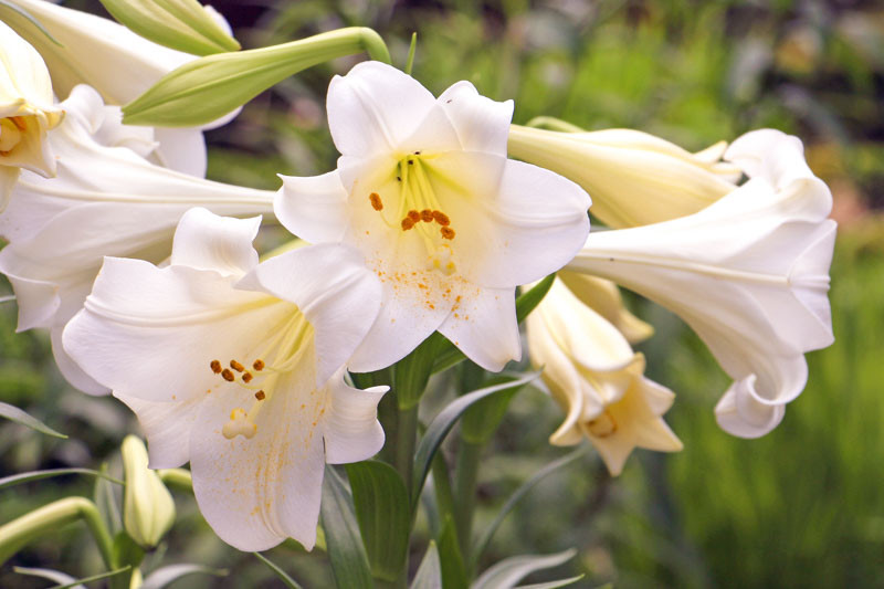 Lilium candidum (Madonna Lily)