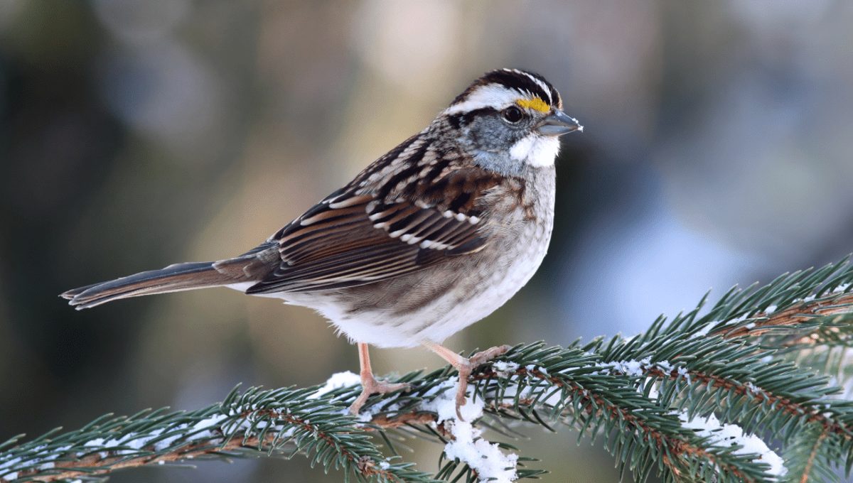 Meet The Sparrow With Four Sexes | IFLScience